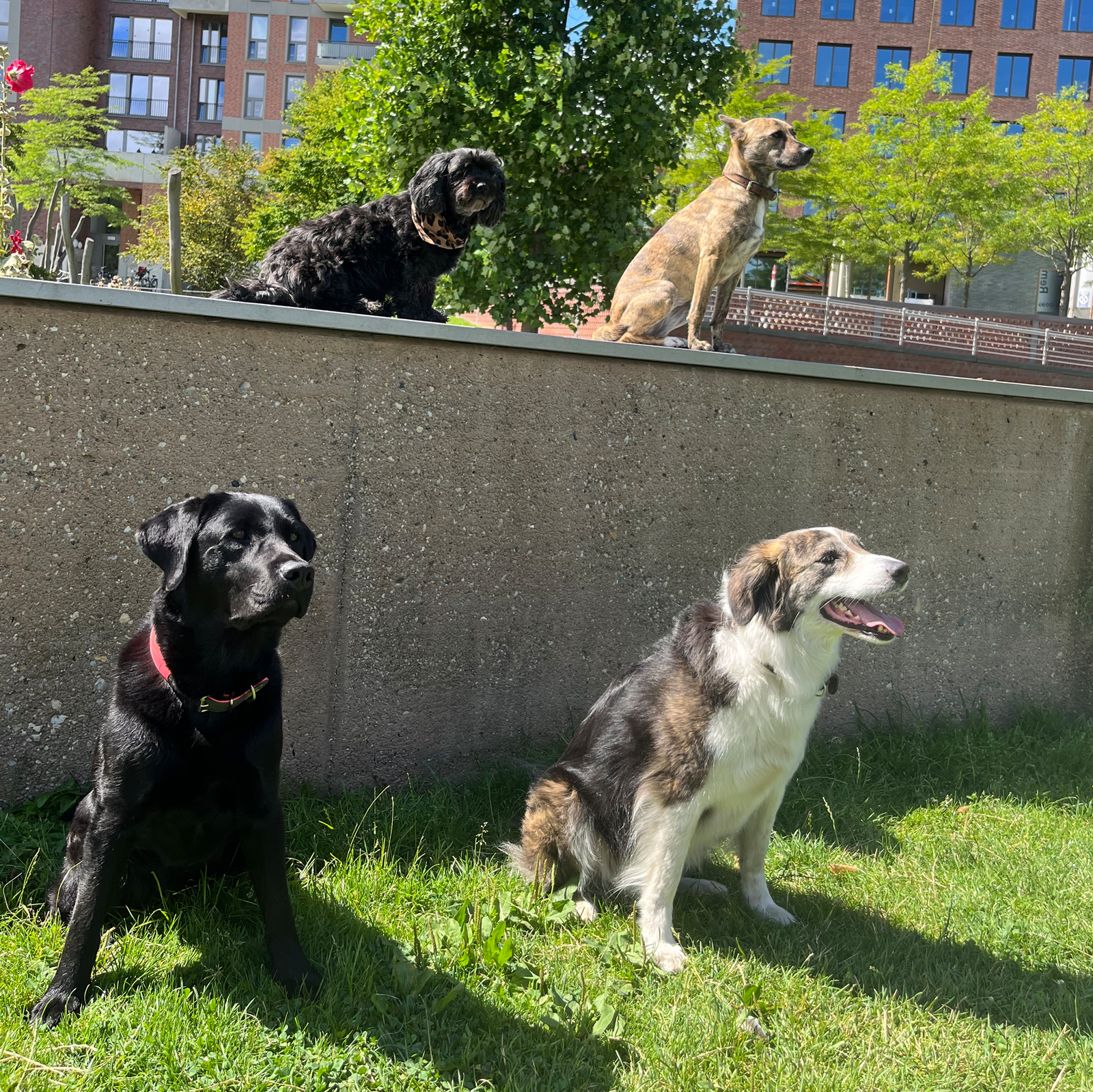 Hunde Lohsepark Hafencity office.one Office One officeone Hamburg